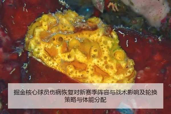 掘金核心球员伤病恢复对新赛季阵容与战术影响及轮换策略与体能分配